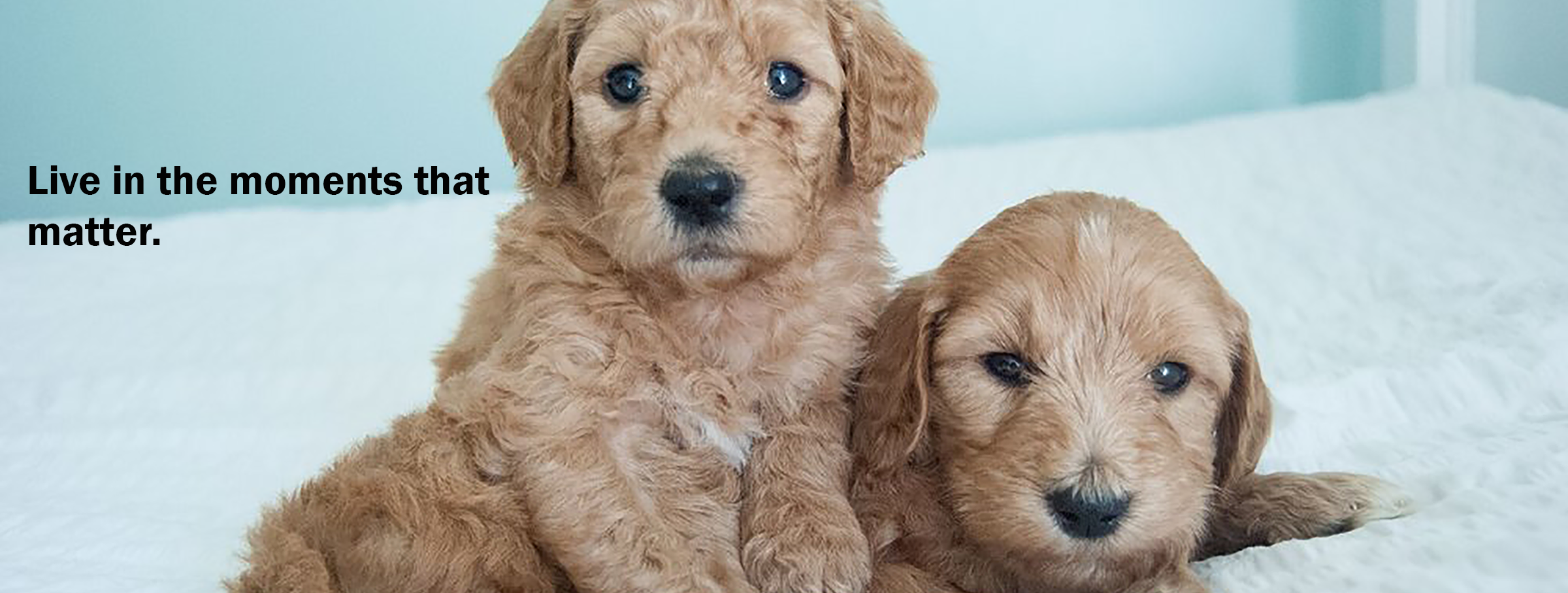 Toy Goldendoodle Litter — Crockett Doodles